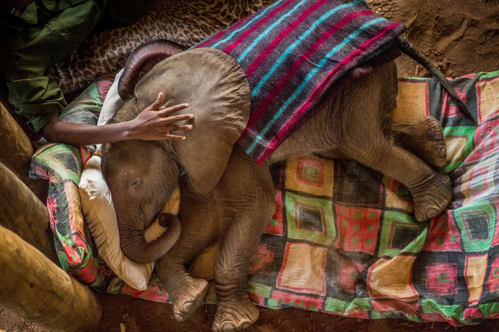 Warriors Who Once Feared Elephants Now Protect Them 2 © Ami Vitale
